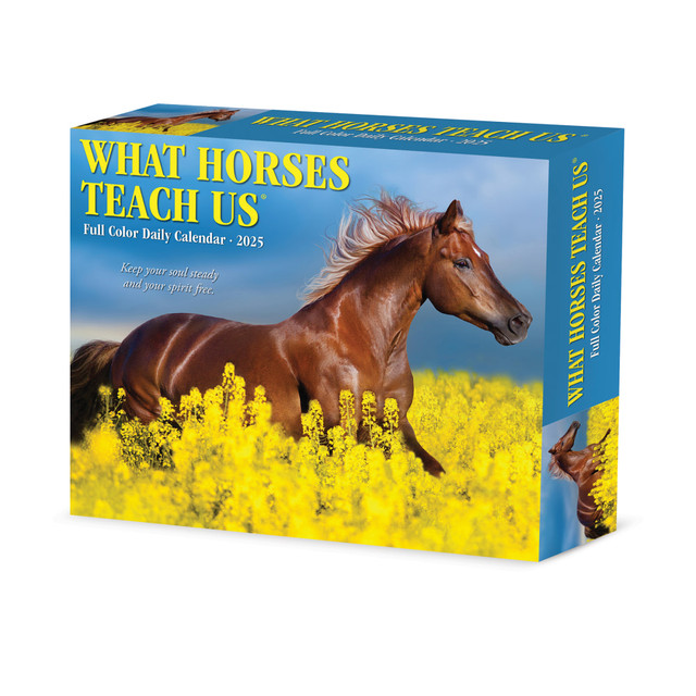 WILLOW CREEK PRESS 41123 2025 Willow Creek Press Daily Desk Box Calendar, 5-1/2in x 6-1/4in, What Horses Teach Us, January to December 2025, 41123 WILLOW CREEK PRESS 41123 2025 Willow Creek Press Daily Desk Box Calendar, 5-1/2in x 6-1/4in, What Horses Teach Us, January to December 2025, 41123