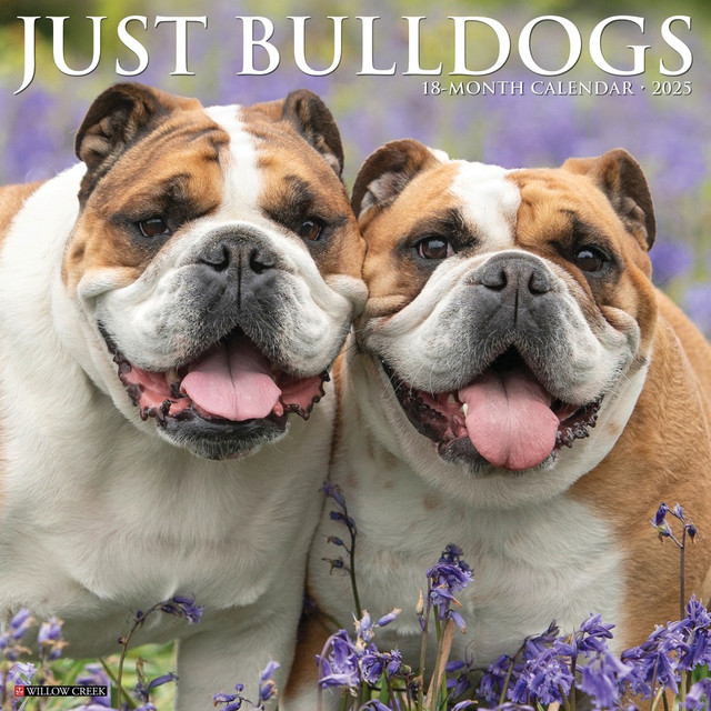 WILLOW CREEK PRESS 42038 2025 Willow Creek Press Wall Calendar, 12in x 12in, Bulldogs, January 2025 To December 2025, 42038 WILLOW CREEK PRESS 42038 2025 Willow Creek Press Wall Calendar, 12in x 12in, Bulldogs, January 2025 To December 2025, 42038