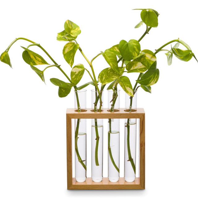 Put your experiment on display with the Supertek Square Plant Holder. This holder is ideal for displaying projects, and it comes with a wooden stand that can hold up to 5 test tubes.  Ideal for displaying projects.  Includes a wooden stand for holding 4 test tubes and 1 extra test tube.