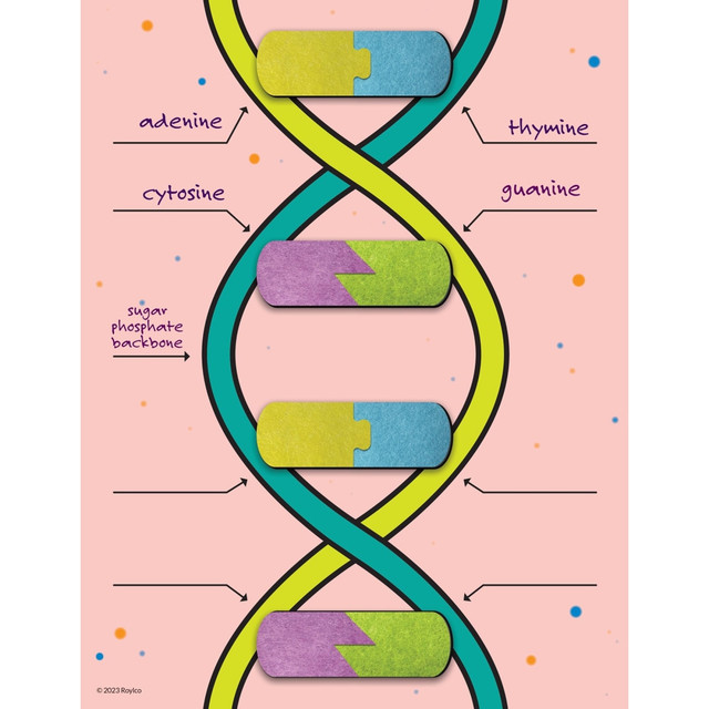 Our DNA Builder is the perfect way to introduce todays young learners to the world of genetics! While discovering the basic concepts about the structure of a DNA molecule, budding scientists will hold the base pairs adenine and thymine (AT), and cytosine and guanine (CG) in their hands!  Each base is represented by a chunky piece of soft, colorful felt that connects like a puzzle.  Only the right base pairs will work together. Lessons can be customized to fit your instruction using the decorated dry erase worksheet.  The double-helix illustration is designed to fit the felt base pairs like the rungs of a DNA ladder.  Simply write in the blank where you want your pairs to go, then erase and reuse.  The information is minimal, keeping lessons fun and simple - and little scientists engaged!  Includes: One 8.5in x 11in (22 x 28cm) laminated dry erase worksheet, eight thick felt puzzle-piece bases (1.5in w x 1in h x 0.25in d) (4cm w x 2.5cm h x 0.6cm d), in yellow, blue, purple and green (2 of each).