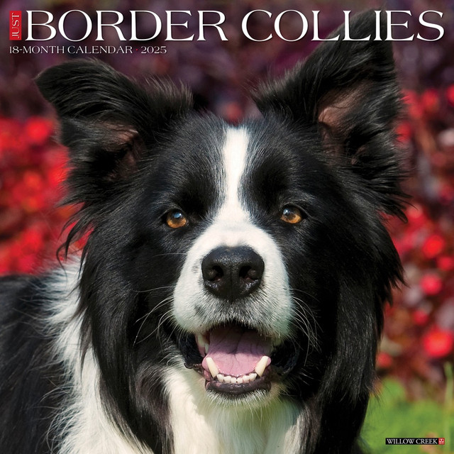 WILLOW CREEK PRESS 41895 2025 Willow Creek Press Monthly Wall Calendar, 12in x 12in, Border Collies, January 2025 to December 2025, 41895 WILLOW CREEK PRESS 41895 2025 Willow Creek Press Monthly Wall Calendar, 12in x 12in, Border Collies, January 2025 to December 2025, 41895