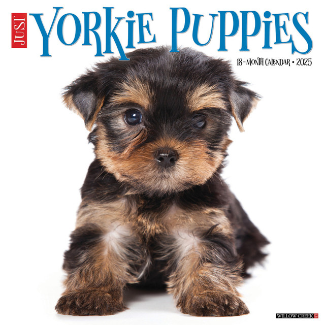 WILLOW CREEK PRESS 45541 2025 Willow Creek Press Monthly Wall Calendar, 12in x 12in, Yorkie Puppies, January 2025 to December 2025, 45541 WILLOW CREEK PRESS 45541 2025 Willow Creek Press Monthly Wall Calendar, 12in x 12in, Yorkie Puppies, January 2025 to December 2025, 45541