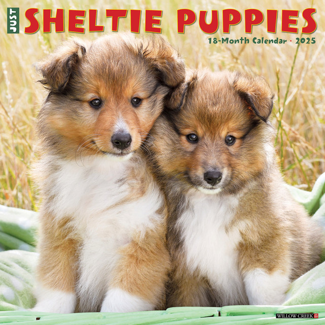 WILLOW CREEK PRESS 44834 2025 Willow Creek Press Monthly Wall Calendar, 12in x 12in, Sheltie Puppies, January 2025 to December 2025, 44834 WILLOW CREEK PRESS 44834 2025 Willow Creek Press Monthly Wall Calendar, 12in x 12in, Sheltie Puppies, January 2025 to December 2025, 44834