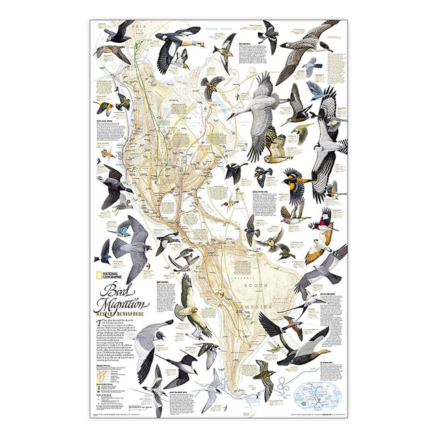 This National Geographic classic shows the mystery of bird migration and the incredible journeys that birds undertake in the Americas each year. 67 types of birds that migrate are shown on a map of the Americas that is overlaid with pathways that show migration routes from nesting grounds to wintering areas.  Full-color bird paintings by noted illustrator Arthur Singer show each of the 67 species, making it easy to identify birds as they fly their amazing journeys.  The map is encapsulated in heavy-duty 1.6 mil laminate which makes the paper much more durable and resistant to the swelling and shrinking caused by changes in humidity.  Laminated maps can be framed without the need for glass, so the frames can be much lighter and less expensive.  Measures 20.25in x 31.25in.