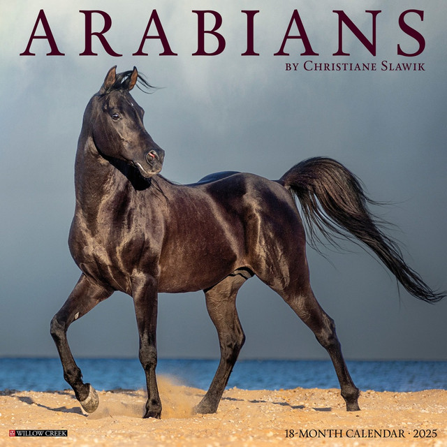 WILLOW CREEK PRESS 41413 2025 Willow Creek Press Animals Wall Calendar, 12in x 12in, Arabians, January To December, 41413