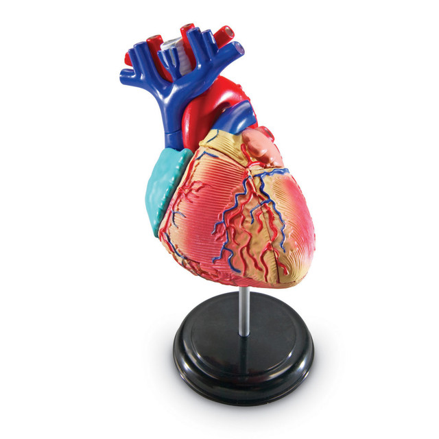 Put the human heart in your students hands with this 3-D model that opens for an up-close exploration of its inner workings. This 29-piece plastic model includes a display stand, guide with facts, and photo-illustrated assembly instructions, making it a great addition to science centers. Ideal for grades 3 and up, this model helps students better understand the anatomy of the heart.  Features superior and inferior venae cavae, right and left atria, tricuspid valve, right and left ventricles, pulmonary artery, mitral valve, aortic valve, and aorta  Includes 29-piece plastic model, display stand, and guide with photo-illustrated assembly instructions  Measures 5inH when assembled  Great for grades 3+  Perfect for centers and hands-on learning