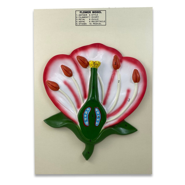 JOHNNY GOODSPORT ENTERPRISES, INC. SKFB12812 Supertek 3-D Flower Model, Assorted Colors JOHNNY GOODSPORT ENTERPRISES, INC. SKFB12812 Supertek 3-D Flower Model, Assorted Colors