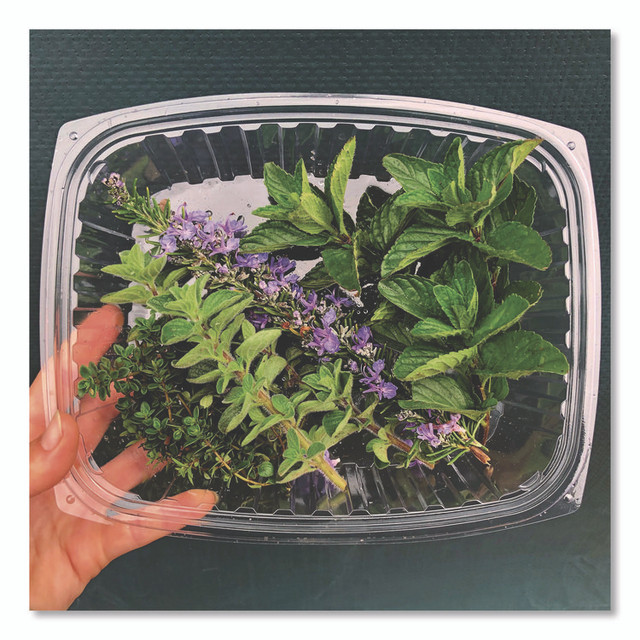 ECO-PRODUCTS,INC. EP-RC24 Renewable and Compostable Rectangular Deli Containers with Lid, 24 oz, 4 x 5.5 x 2, Clear, Plastic, 50/Pack, 4 Packs/Carton