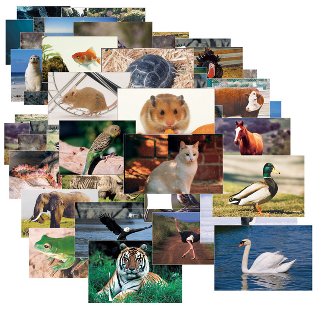 STAGES LEARNING MATERIALS Stages Learning Materials Animals & Insects Posters Mega Set, 14" x 19", Set of 48