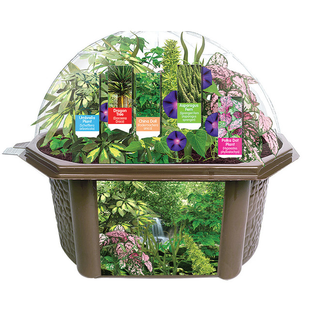 SILVER CIRCLE PRODUCTS INC Fernroot Rainforest Biosphere