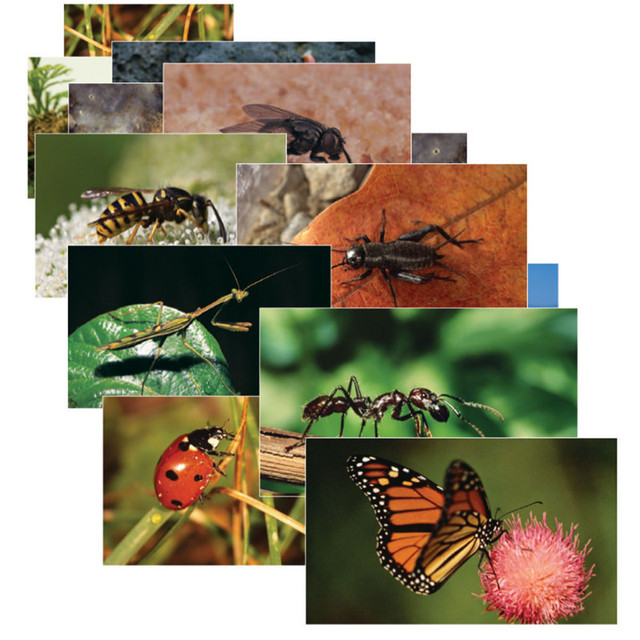 STAGES LEARNING MATERIALS Stages Learning Materials Insects & Bugs Real Life Learning Poster Card Set, Set of 14