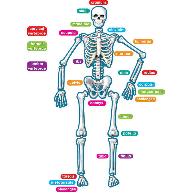 TEACHER CREATED RESOURCES Teacher Created Resources® Human Skeleton Magnetic Accents