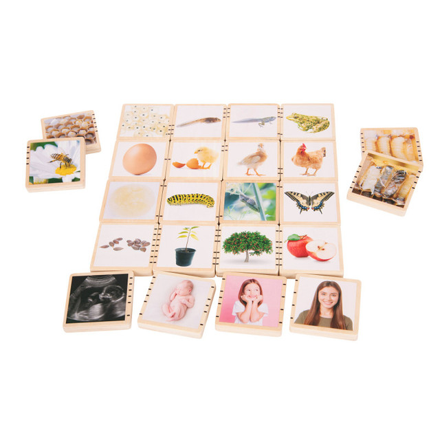 LEARNING ADVANTAGE TickiT® Wooden Lifecycle Tiles