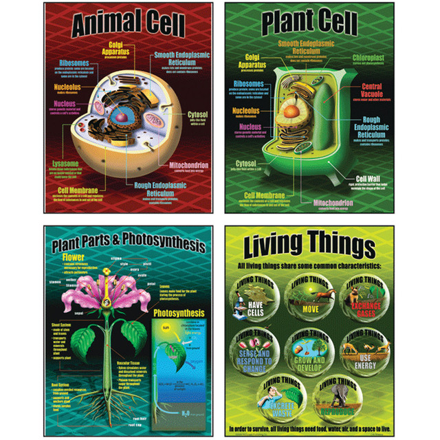The Teacher Created Resources McDonald Life Science posters will make your classroom a delightful place to learn. The vibrant designs will get your students excited about science, while the reproducible worksheets help test their knowledge.  5-piece set includes 4 life science-themed posters, 4 activity sheets and 1 teachers guide.  Decorate your classroom with animal cells, plant cells, plants and the photosynthesis cycle and the characteristics of living things.  Introduces your students to the foundations of biology.  17in x 22in posters are easy to see around the room and feature reproducible activity sheets on the back.