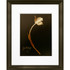 LCO DESTINY LLC Timeless Frames 55256  Marren Espresso-Framed Floral Artwork, 16in x 20in, Tulip 22