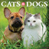 WILLOW CREEK PRESS 42243 2025 Willow Creek Press Animals Monthly Wall Calendar, 12in x 12in, Cats and Dogs, January To December, 42243