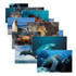 STAGES LEARNING MATERIALS Stages Learning Materials Sea Life Poster Set, Set of 14