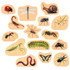LEARNING ADVANTAGE TickiT® Wooden Minibeast Blocks - Set of 15