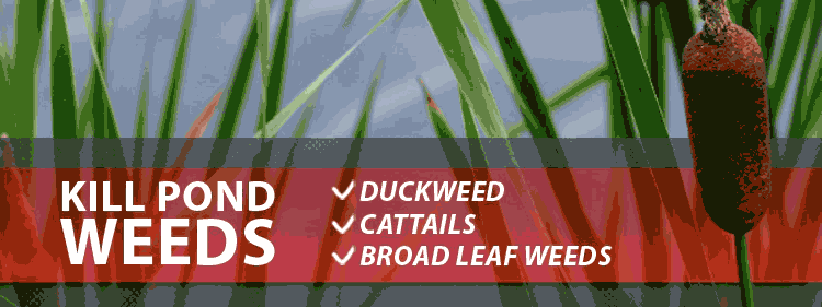 aquatic-weed-killers.jpg