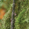 predator camo climbing rope