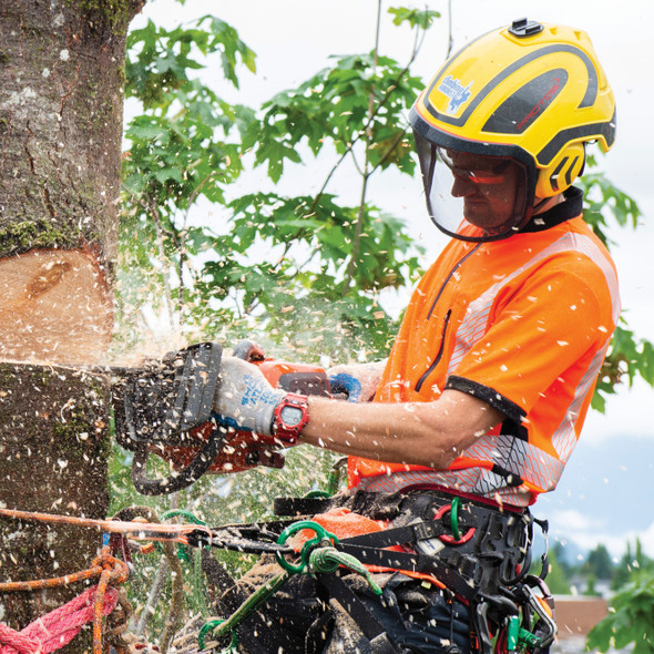 Pfanner Protos Integral Helmet Arborist being worn during a large tree chainsaw removal