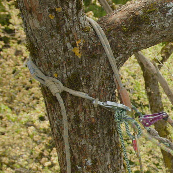 The KBNest Anchor installed in the tree.