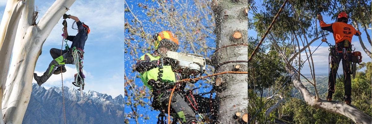 Tree Climbers wearing clogger chainsaw pants