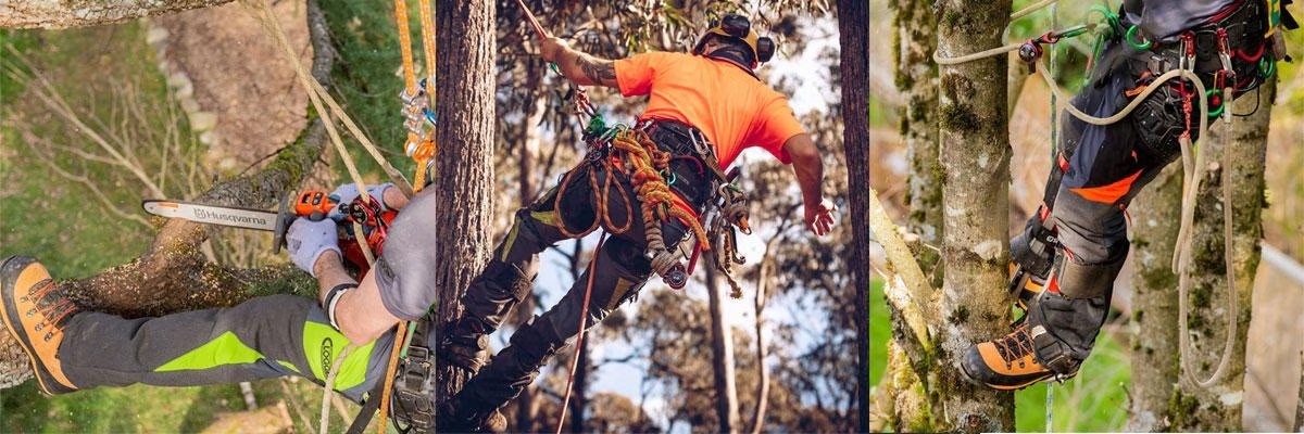 arborists using clogger chainsaw protection in the tree