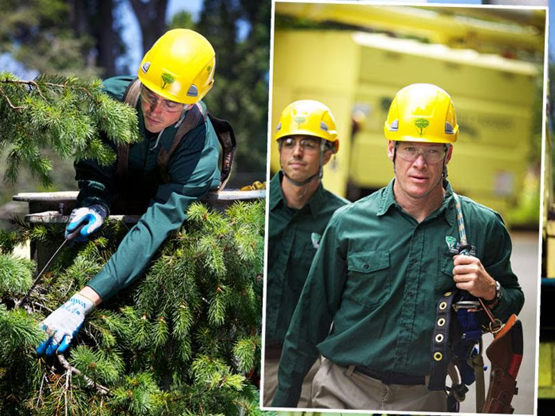 tree care professionals 