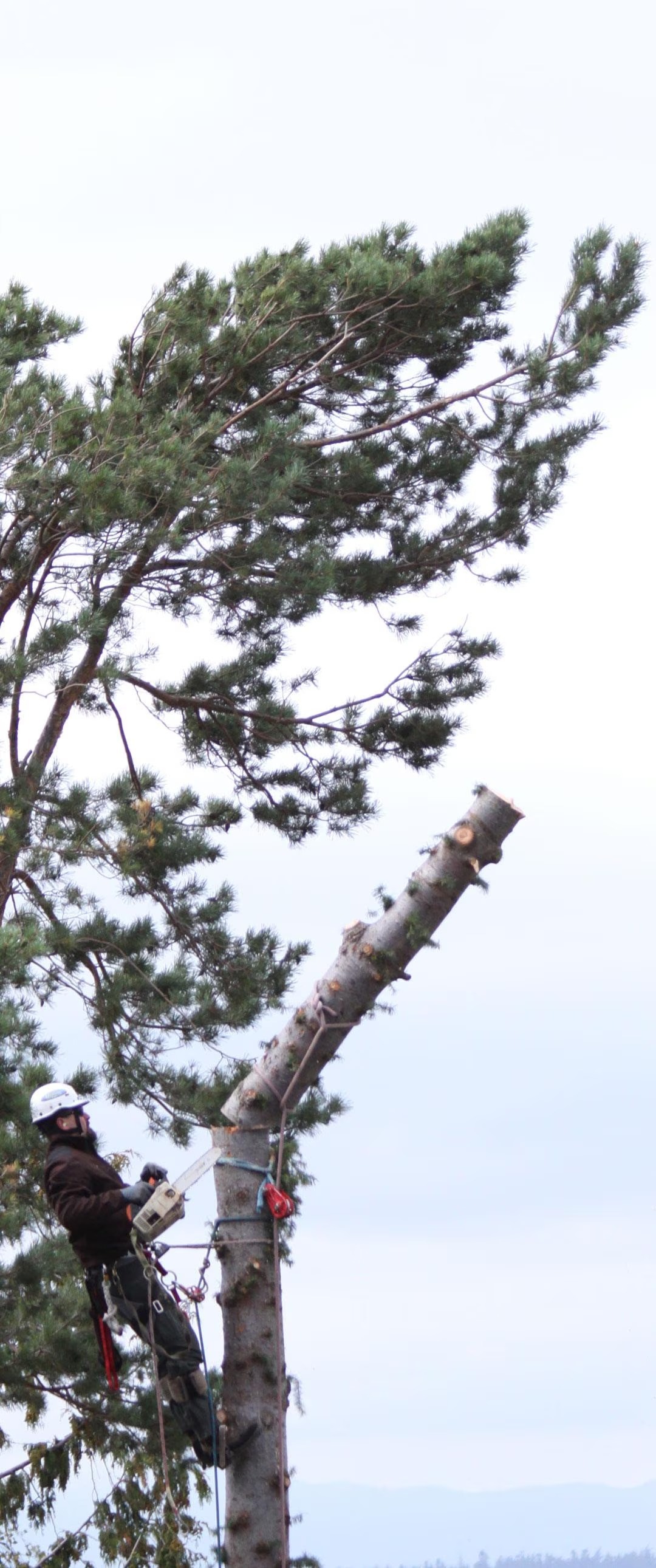 picture of an arborist removing a tree