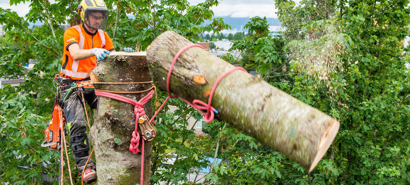 negative rigging performed by a an arborist