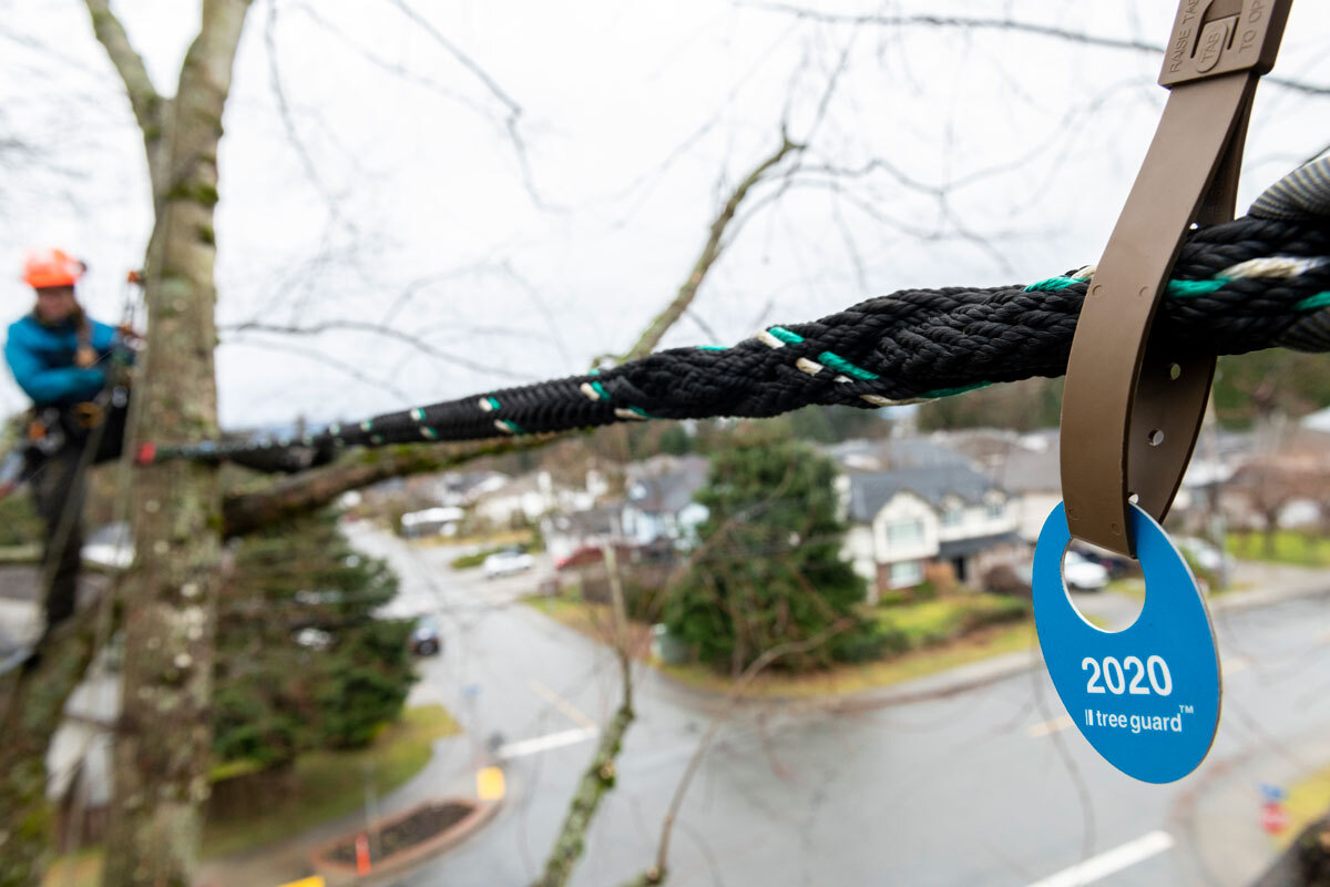 Arborist installing Tree Guard non-invasive dynamic cabling