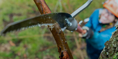 Pole Saws