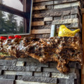 Pro-Fit Terrain Ledgestone Panel Trek cultured thin stone