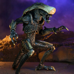 From the iconic 1994 arcade game Aliens vs Predator, NECA delivers the ultimate Chrysalis Alien action figure, a perfect mashup of video game and cinematic visuals. This 7" scale figure stands approximately 9 inches tall and features over 30 points of articulation, including a bendable tail for dynamic poses.
Designed to capture the essence of the game as if it were adapted for the big screen, the Chrysalis Alien comes in a sleek display box, making it an impressive addition to any collection and a must-have for fans of both the game and the franchise. From the iconic 1994 arcade game Aliens vs Predator, NECA delivers the ultimate Chrysalis Alien action figure, a perfect mashup of video game and cinematic visuals. This 7" scale figure stands approximately 9 inches tall and features over 30 points of articulation, including a bendable tail for dynamic poses.
Designed to capture the essence of the game as if it were adapted for the big screen, the Chrysalis Alien comes in a sleek display box, making it an impressive addition to any collection and a must-have for fans of both the game and the franchise.