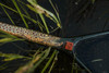 Nomad Middle Fork Net - Hook Jaw Special Edition