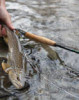 Cortland Trout Series Indicator II Fly Line