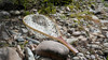 Kingfisher River Net