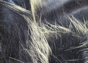 Magnum Frostip Rabbit Strips