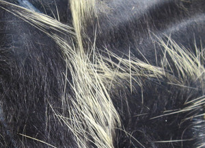 Magnum Frostip Rabbit Strips