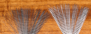Barred Mayfly Tail