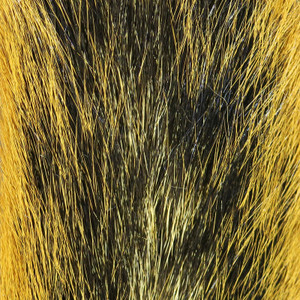 Fox Squirrel Tail