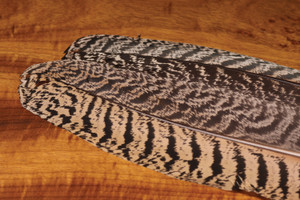 Mottled Peacock Wing Quill - Pair