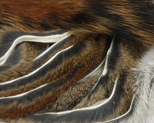 Micro Stripped Pine Squirrel Hide