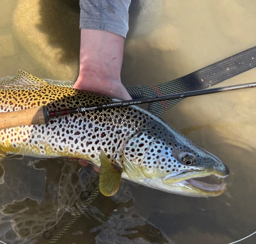 Rock Creek Fishing Report 9/11/26