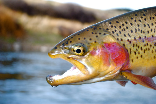 Clark Fork River Fishing Report  6/17/26