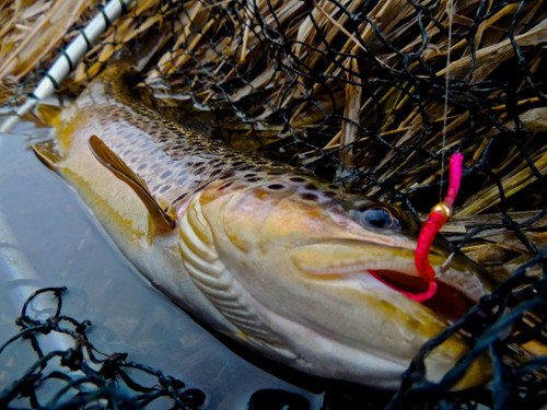 Blackfoot River Fishing Report 6/22/26