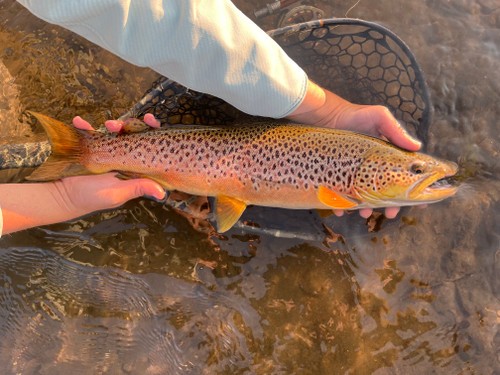 Clark Fork River Fishing Report  7/20/26