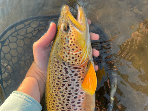 Blackfoot River Fishing Report 7/27/26