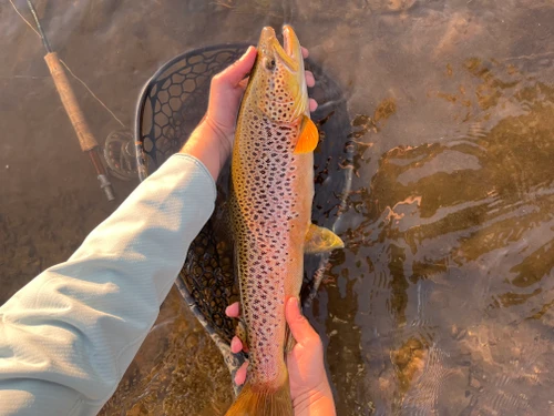 Clark Fork River Fishing Report  8/21/26